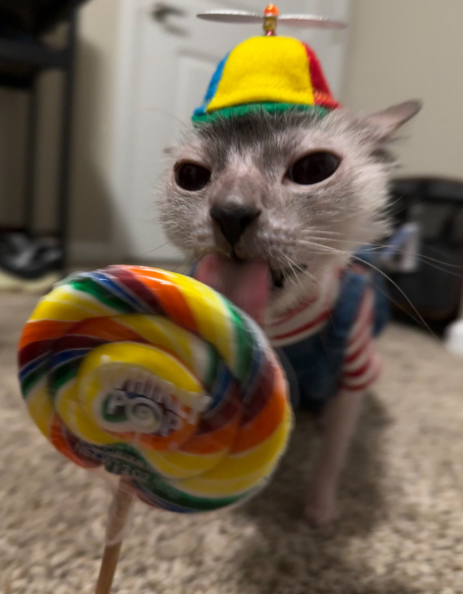 pic of jimmy the cat